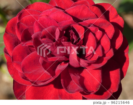 花開く赤いバラ 花開く赤いバラ 96215646