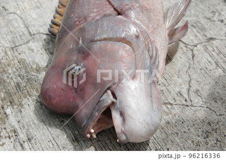 コブダイの顔 96216336