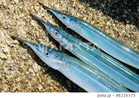 サヨリのアップ サヨリのアップ 96216375