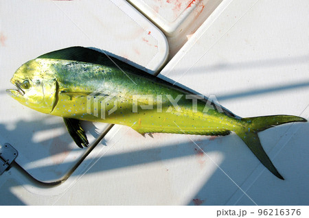 釣りたてのシイラ 釣りたてのシイラ 96216376
