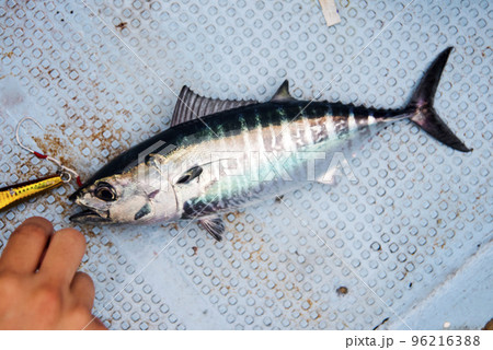 釣れたヨコワ 釣れたヨコワ 96216388