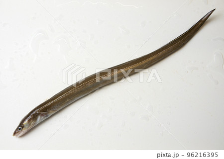 釣ったアナゴ 釣ったアナゴ 96216395