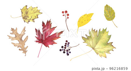 Set Autumn yellow leaves maple, oak, poplar and berries watercolor isolated on white. Hand drawn illustration for design 96216859