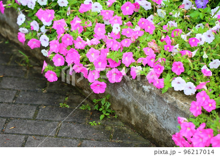 ペチュニアの花 ペチュニアの花 96217014