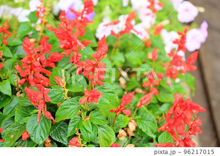 サルビア　スプレンデンスの花 96217015