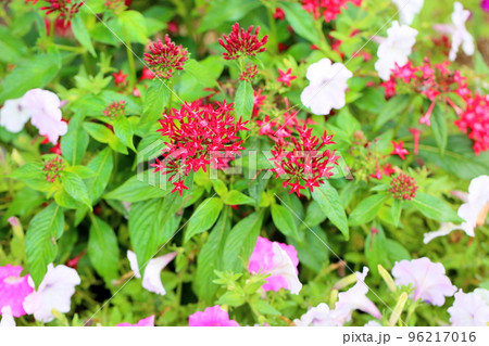 ペンタスの花 96217016