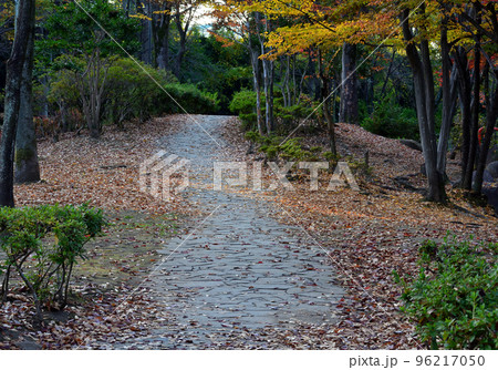 落ち葉の散歩道 落ち葉の散歩道 96217050