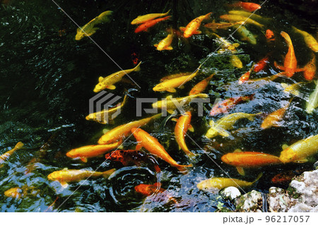Koi fish in the pond, colorful carps 96217057