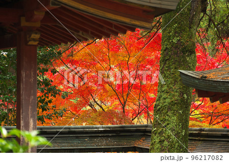 神護寺 霊廟越しの紅葉 神護寺 霊廟越しの紅葉 96217082
