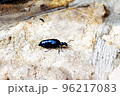 Large black beetle crawling on the sand, insect 96217083