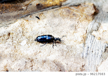 Large black beetle crawling on the sand, insect 96217083