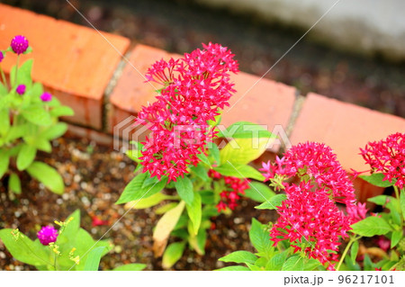ペンタスの花 96217101