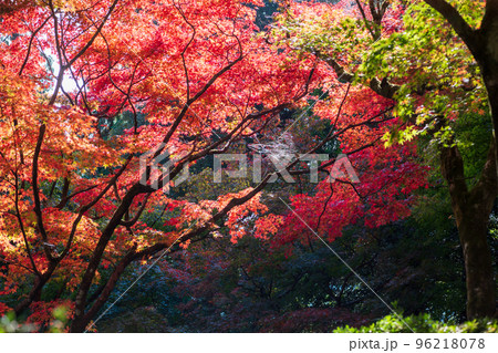 佐賀県秋の大興禅寺境内の紅葉 佐賀県秋の大興禅寺境内の紅葉 96218078