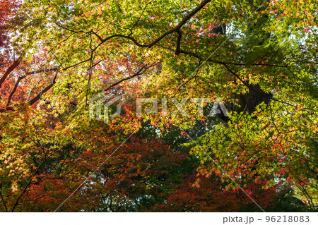 佐賀県秋の大興禅寺境内の紅葉 佐賀県秋の大興禅寺境内の紅葉 96218083