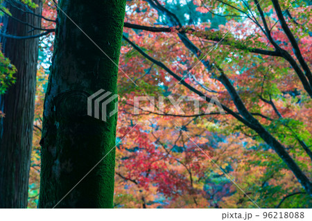 佐賀県秋の大興禅寺境内の紅葉 96218088