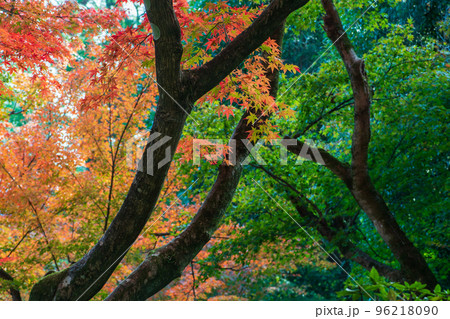 佐賀県秋の大興禅寺境内の紅葉 96218090