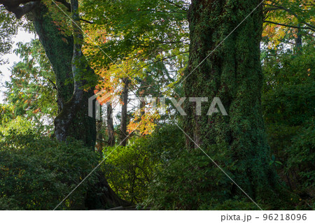 佐賀県秋の大興禅寺境内の紅葉 96218096