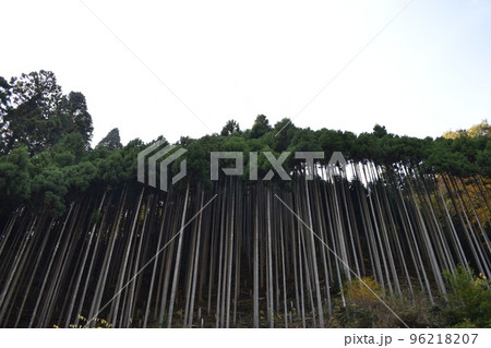 大空に伸びる北山杉の群 大空に伸びる北山杉の群 96218207