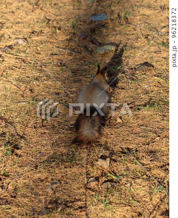 A fluffy squirrel in an autumn meadow buries a nut in the ground A fluffy squirrel in an autumn meadow buries a nut in the ground 96218372