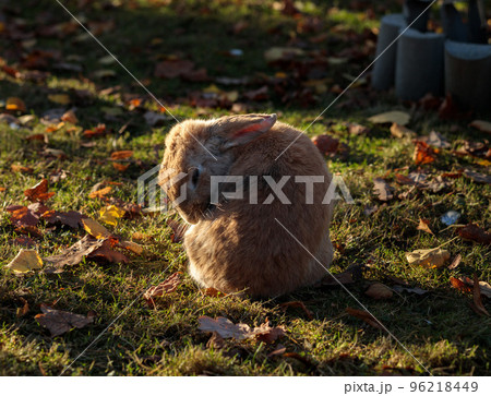 A little red bunny in an autumn meadow washes his fur. Hare or rabbit in the forest A little red bunny in an autumn meadow washes his fur. Hare or rabbit in the forest 96218449