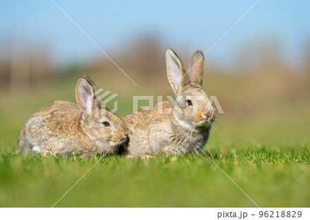 Rabbit or hare while in grass in autumn time 96218829