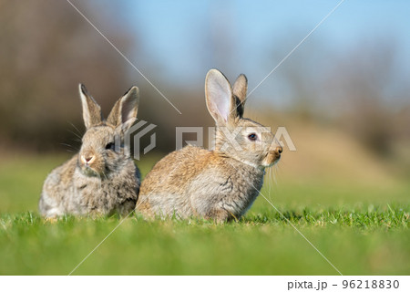 Rabbit or hare while in grass in autumn time Rabbit or hare while in grass in autumn time 96218830