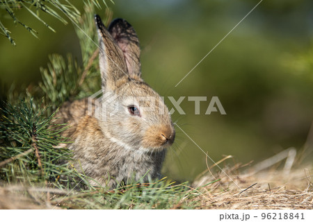 Rabbit or hare while in grass in autumn time 96218841