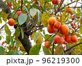 真っ赤に熟した柿 96219300