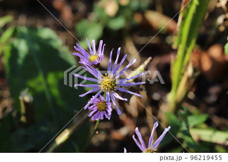 日本の秋の公園に咲くヒメノコンギクの紫色の花 96219455
