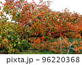 和歌山　紅葉の柿畑 96220368