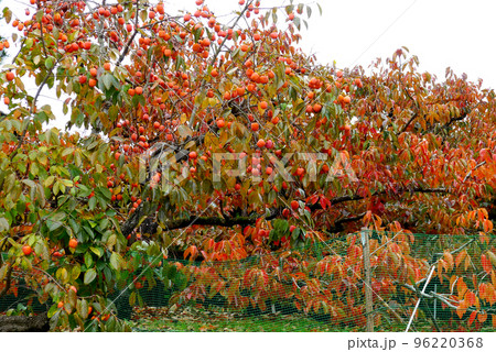 和歌山 紅葉の柿畑 和歌山 紅葉の柿畑 96220368