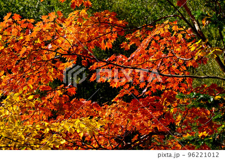 上高地の紅葉 96221012