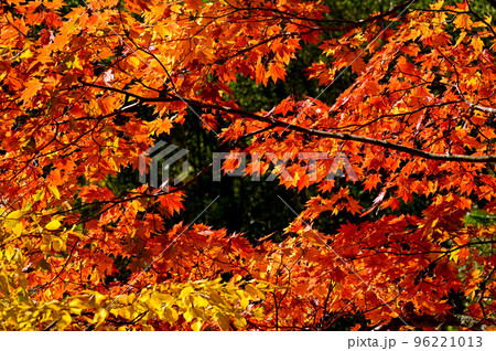 上高地の紅葉 96221013