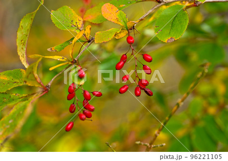 バーベリーの実 96221105