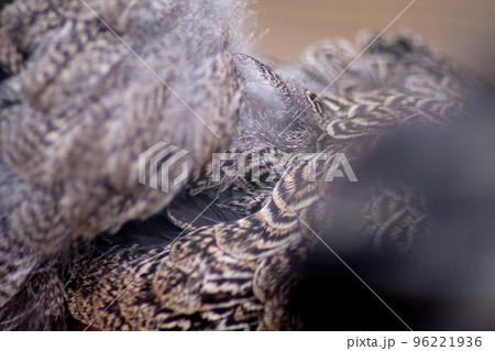 large background of bird plumage grey wild, bird theme for background, bird feathers close-up with blurred background 96221936