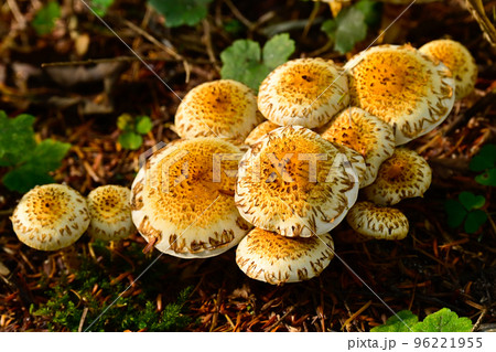 上高地のキノコ 96221955