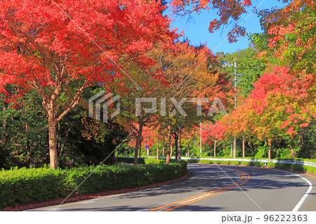 名古屋市、平和公園付近の紅葉 96222363