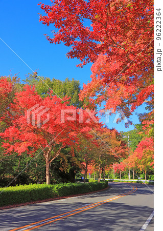 名古屋市、平和公園付近の紅葉 96222364