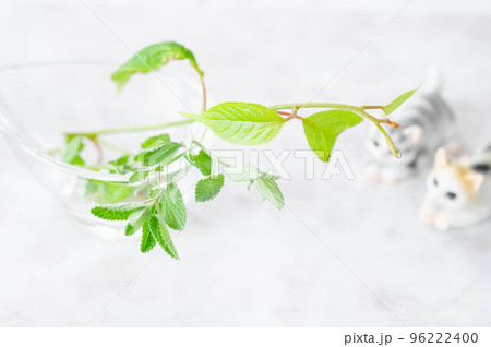 マタタビとキャットミントの葉 96222400