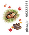 水彩で描いた秋の落ち葉と毬栗とムキ栗のセット 白バック 96222563