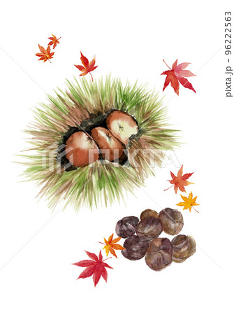 水彩で描いた秋の落ち葉と毬栗とムキ栗のセット 白バック 96222563