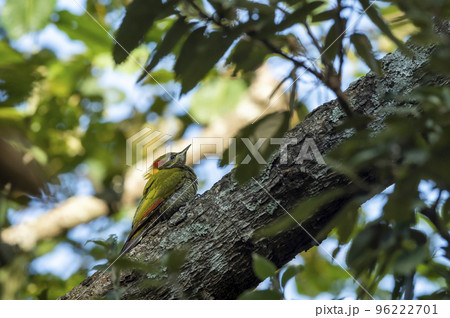 Lesser yellownape or Picus chlorolophus woodpecker bird perched on branch at foothills of himalaya forest uttarakhand india asia Lesser yellownape or Picus chlorolophus woodpecker bird perched on branch at foothills of himalaya forest uttarakhand india asia 96222701