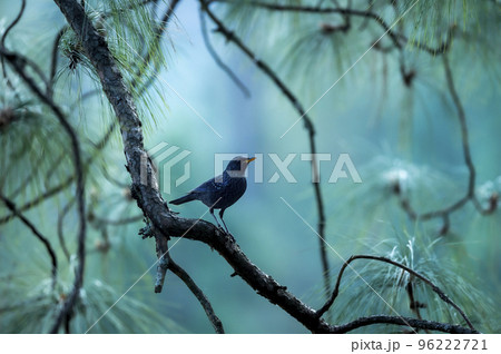 Blue whistling thrush or Myophonus caeruleus perched high on pine tree in natural scenic winter environment or background at foothills of himalaya uttarakhand india asia 96222721