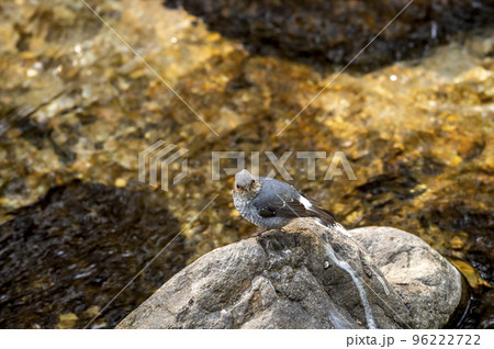 Plumbeous water redstart or Rhyacornis fuliginosa bird perched on rock near ramganga river stream at dhikala forest jim corbett national park uttarakhand india asia 96222722