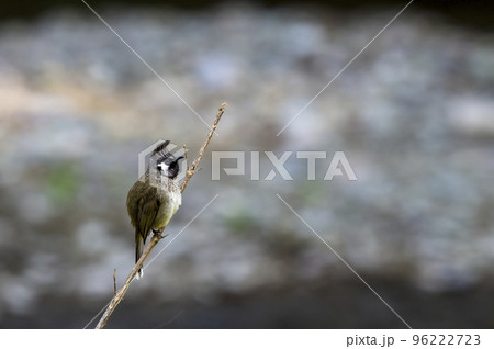 Himalayan bulbul or white cheeked bulbul or Pycnonotus leucogenys bird closeup perched on branch at dhikala jim corbett national park uttarakhand india asia 96222723