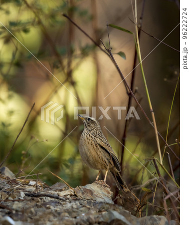 Upland pipit or Anthus sylvanus bird perched on rock in natural green background at foothills of himalaya uttarakhand india asia 96222724