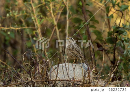 Upland pipit or Anthus sylvanus bird perched on rock in natural green background at foothills of himalaya uttarakhand india asia 96222725