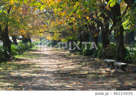 後楽園外苑の遊歩道の秋の風景1　岡山県岡山市北区 96223039