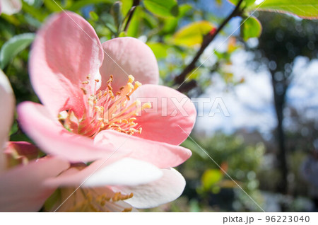 京都・妙心寺の青空へ向かって咲き誇る鮮やかな梅の花 96223040