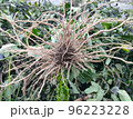ナスの根 96223228